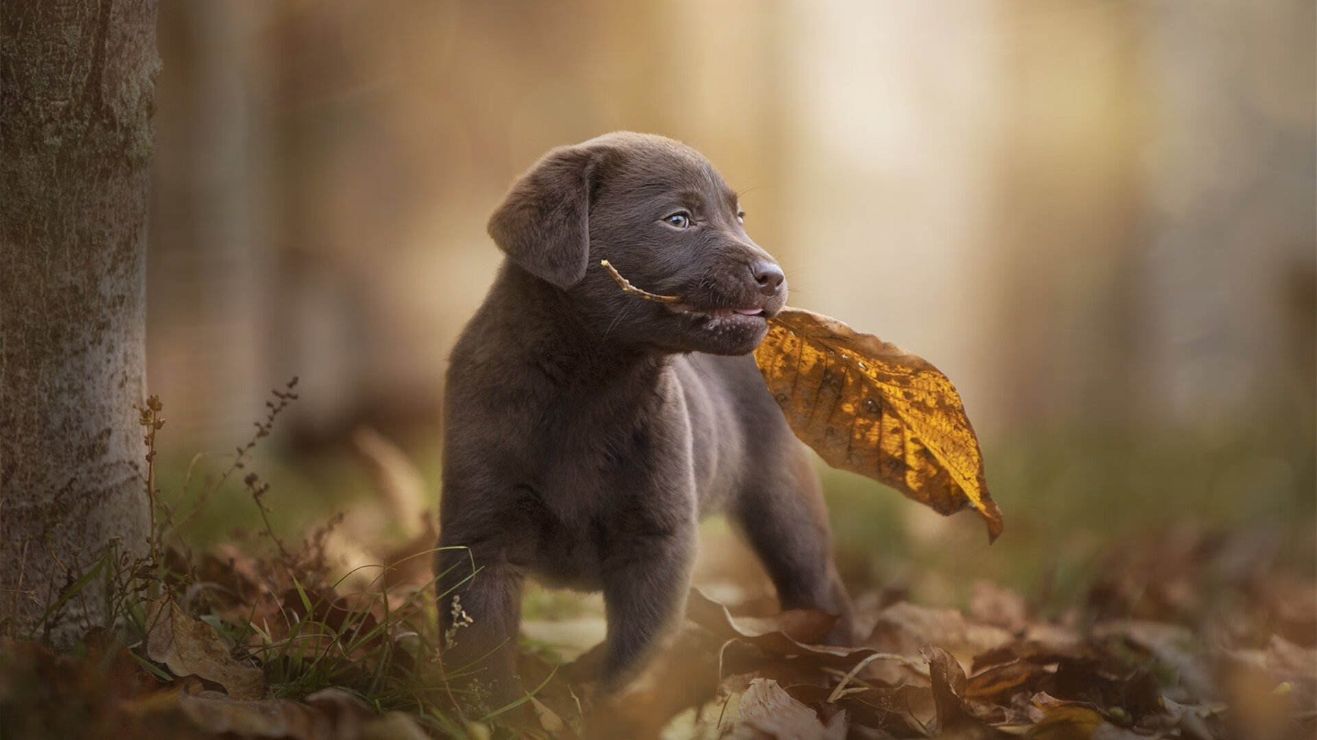 中国篮球职业联赛裁判员执法公正性研究，中国篮协颁发的裁判员证书