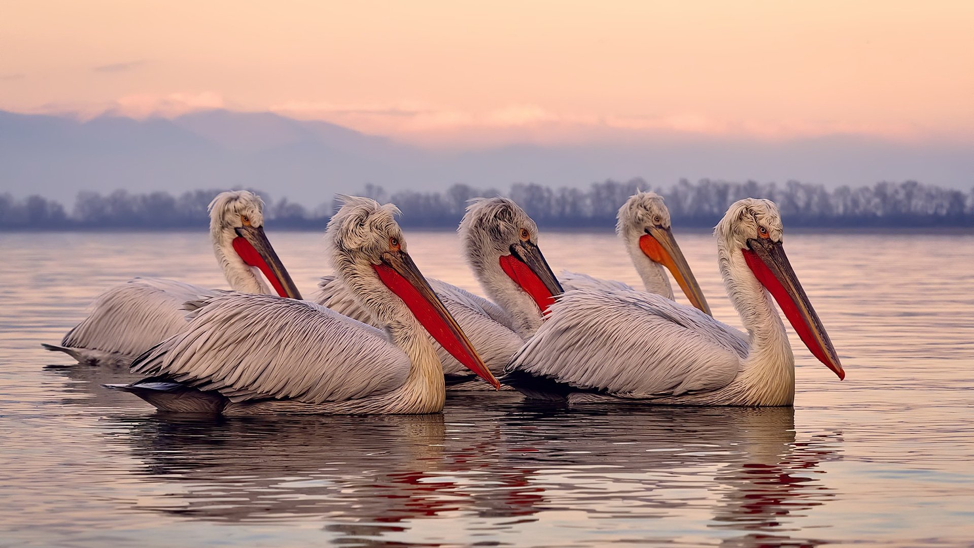 中国篮球职业联赛裁判员执法技术提升及培训体系,中国篮协裁判员管理办法