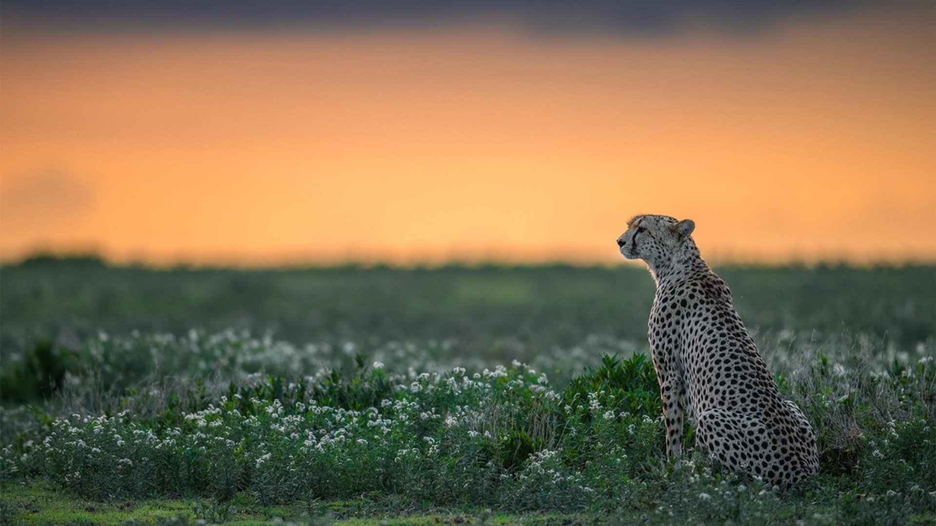 体育教学中情绪管理策略的应用效果,体育与情绪调控
