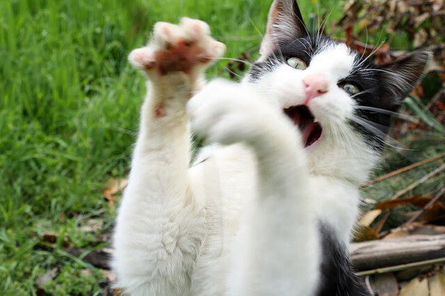 国际足球明星携手公益,推动青少年体育普及,国际青少年足球邀请赛