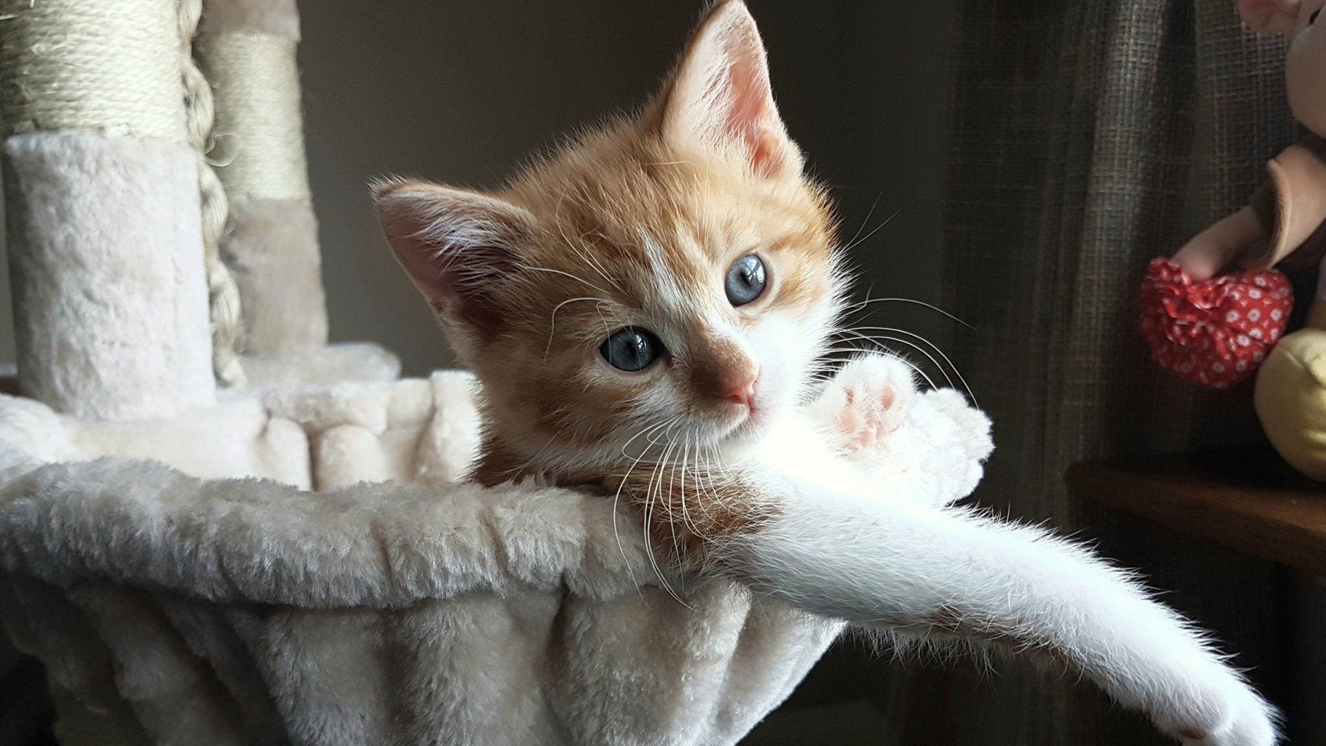 KAIYUN 中国大陆-美洲杯明星绽放：创造奇迹，震撼全场！，美洲杯角色