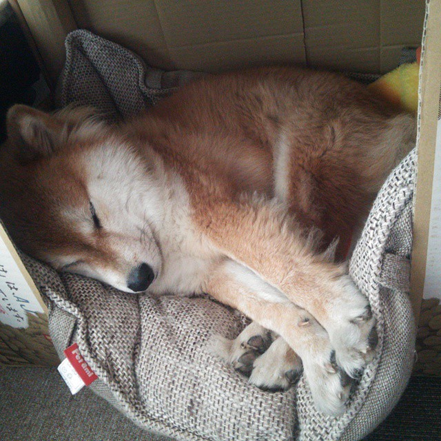 Kaiyun官方登录入口-青少年足球研究课题启动支持校园足球发展决策，青少年足球比赛方案