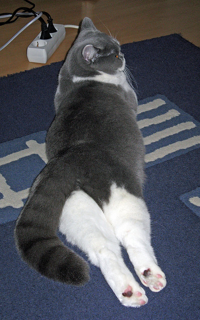 11-1完爆对手!张本美和让世界亚军看不懂球,张本美和t联赛视频