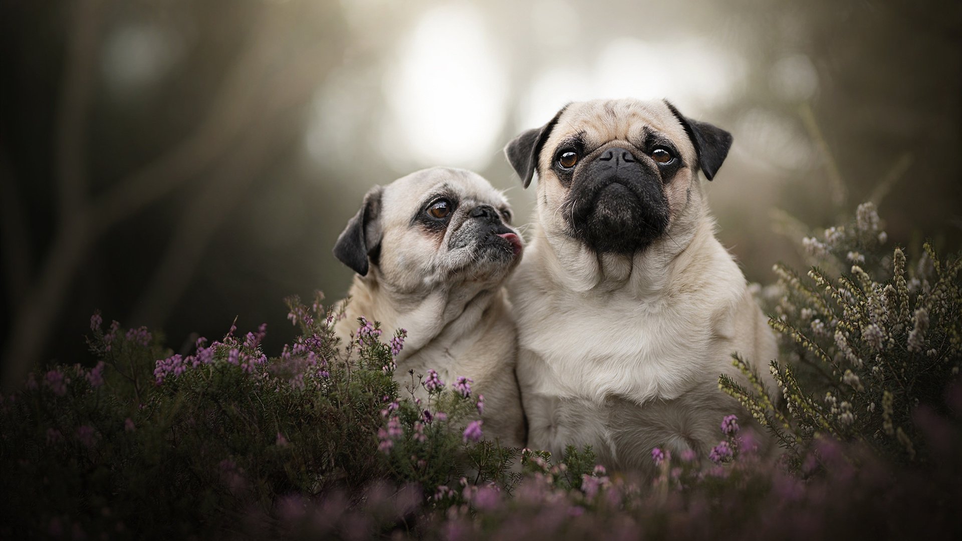 中国篮球运动员形象在广告拍摄中的受众接受度差异分析,篮球运动员顾客