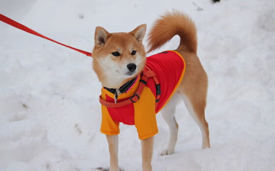 体育新闻中心聚焦体育教育资源数字化宣传平台，体育新闻资讯