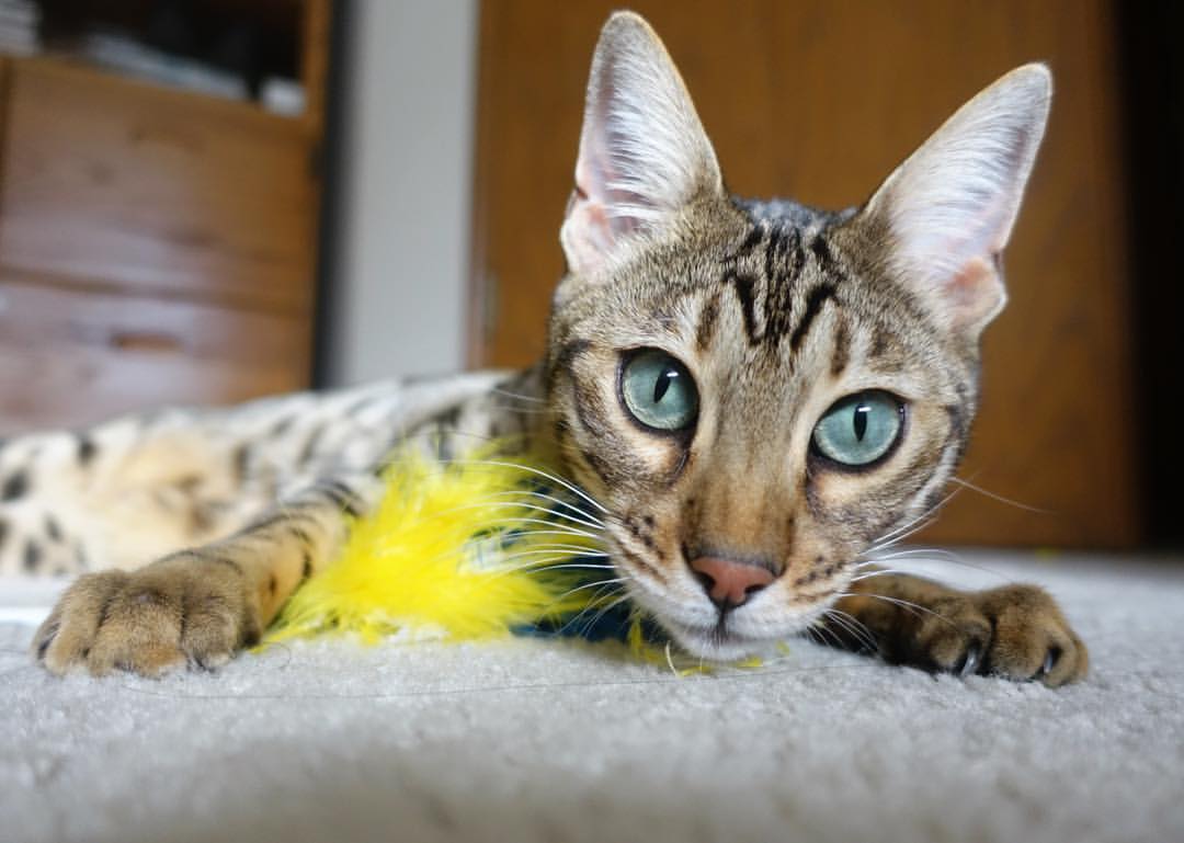 俱乐部启动女性球员发展专项计划 提升竞技水平，女子俱乐部策划方案