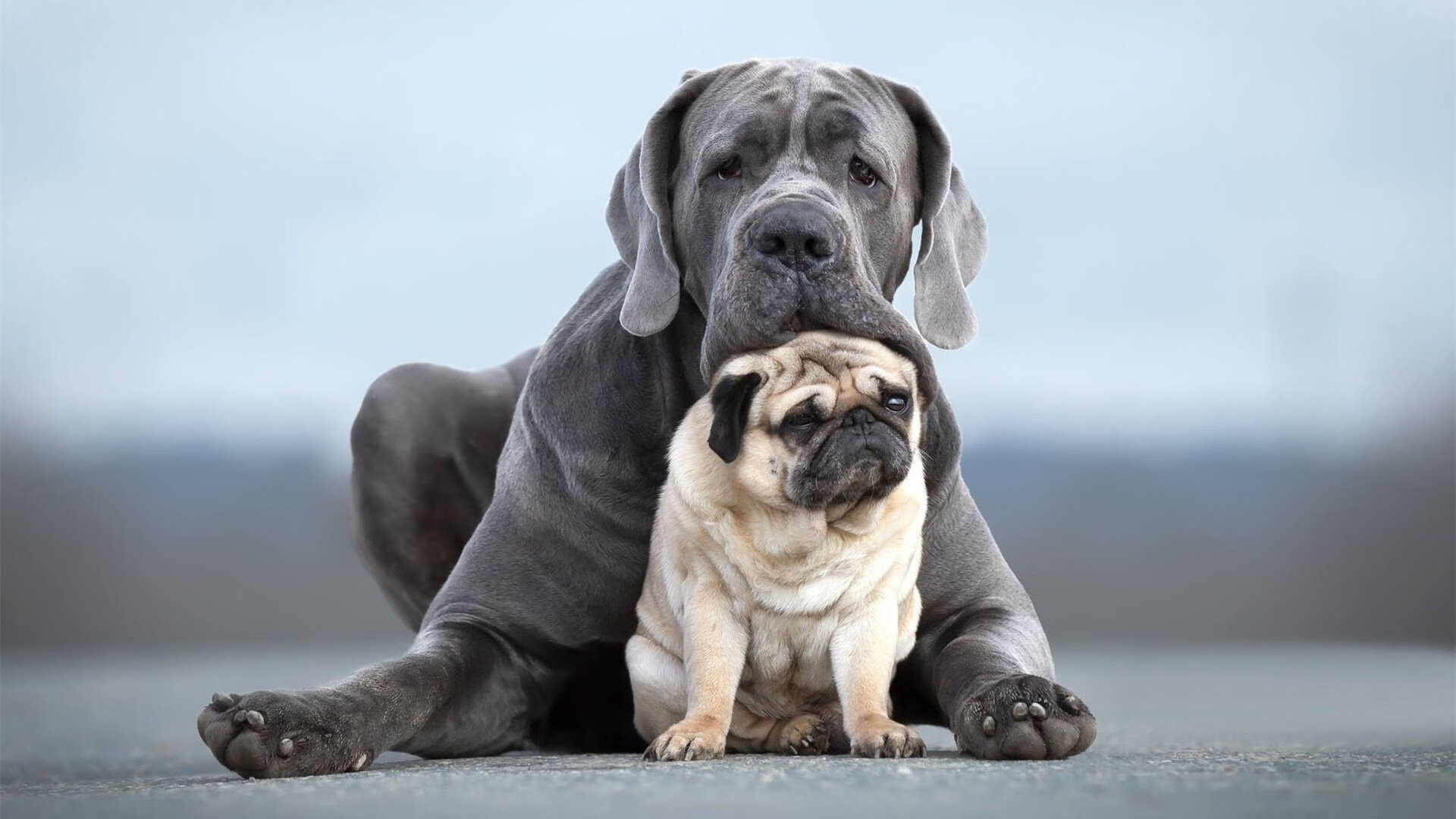 刘芳团队精神领袖备受赞誉，刘芳简介