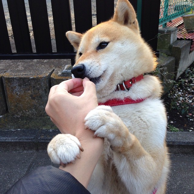 加拿大七人制橄榄球队伍保持高水平竞争力，加拿大橄榄球联盟球队