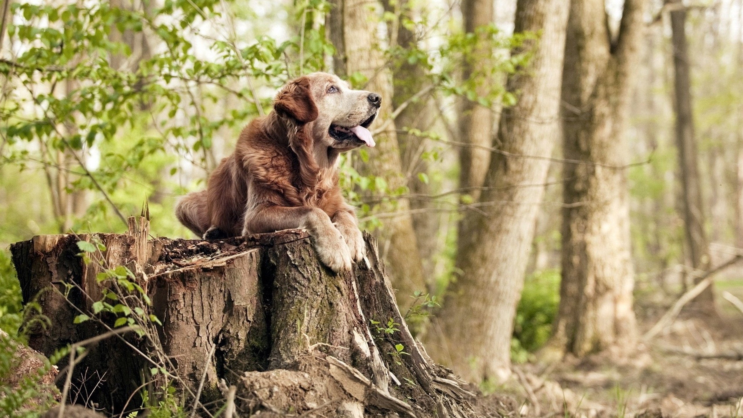 加拿大七人制橄榄球队伍保持高水平竞争力，加拿大橄榄球联盟球队