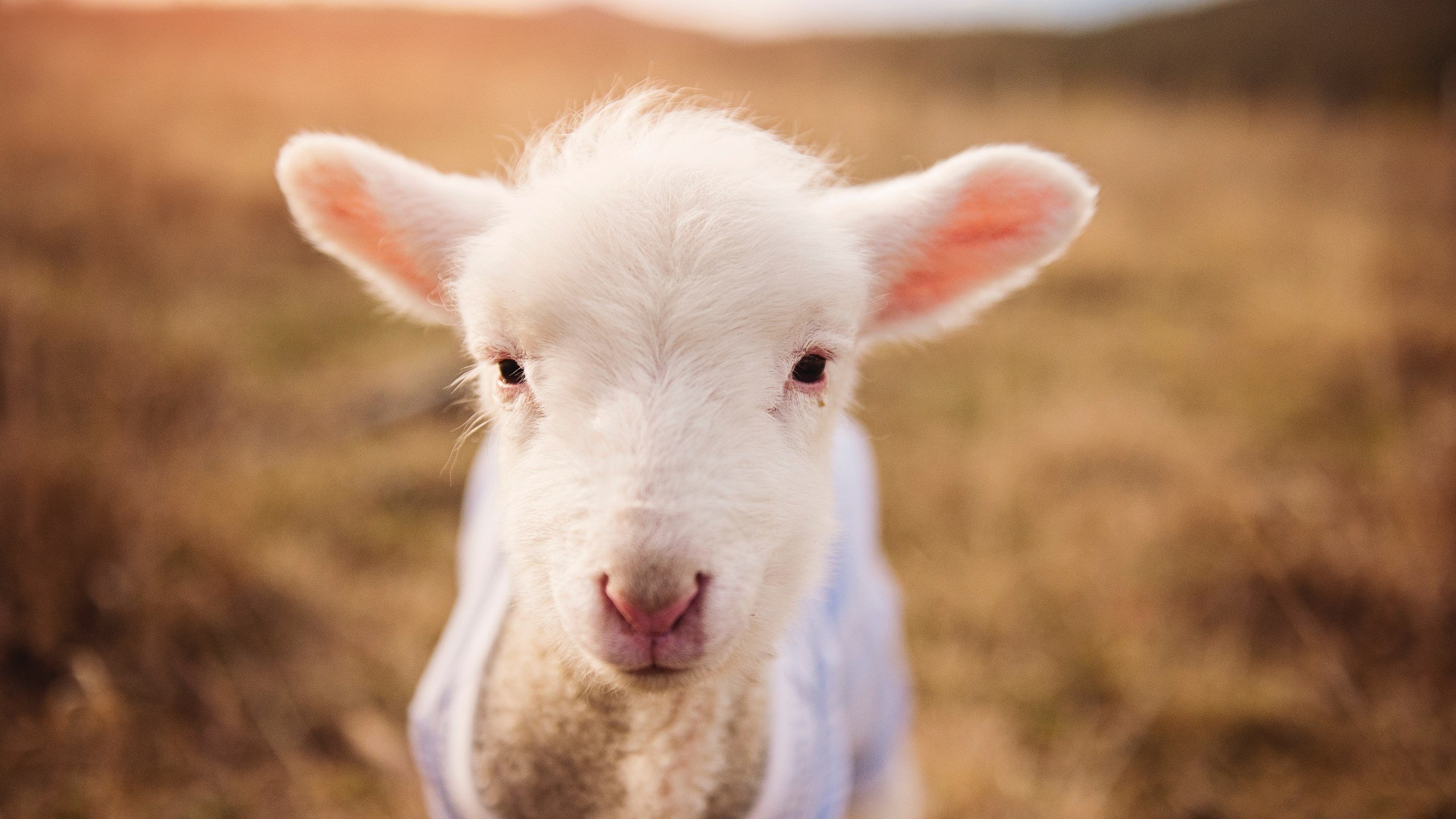 kaiyun官方网站-历经磨难，登贝莱迎来大器晚成的最佳诠释，登贝莱现在在哪个俱乐部