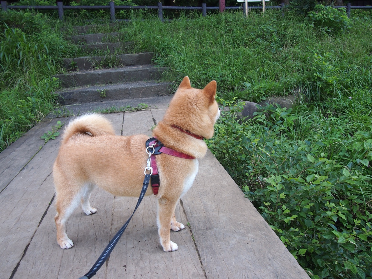 向鹏出局敲响警钟,国乒男单需尽快找回状态,乒乓球向鹏的身高